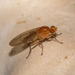 Suillia laevis thumbnail 3