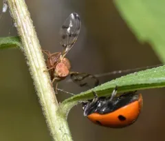 Chetostoma californicum thumbnail 2