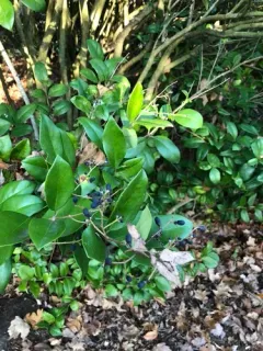 wax-leaf ligustrum thumbnail 3