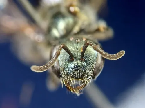 Michigan sweat bee