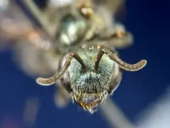 Michigan sweat bee thumbnail 1