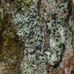 Surprise Lichen thumbnail 4
