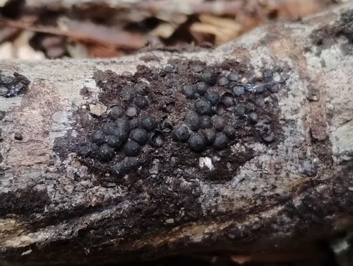 Rosellinia corticium