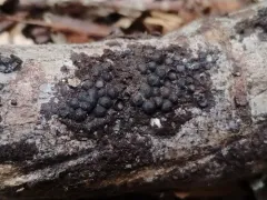 Rosellinia corticium thumbnail 1