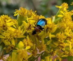 Lebia viridipennis thumbnail 4