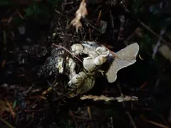Parasitic Clitocybe thumbnail 2