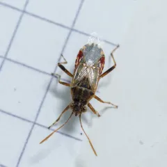 Hyaline Grass Bug thumbnail 1