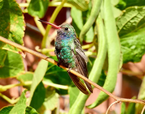 Broad-billed Hummingbird