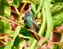 Broad-billed Hummingbird thumbnail 1
