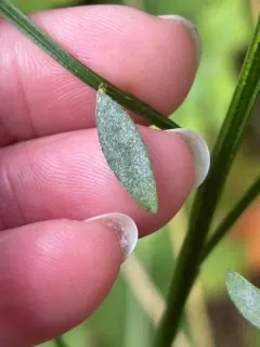 Erysiphe rayssiae thumbnail 2