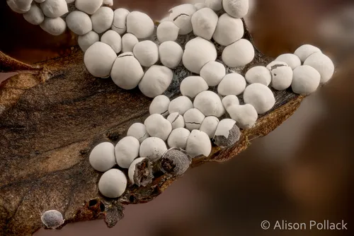 Diderma globosum