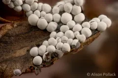 Diderma globosum thumbnail 1