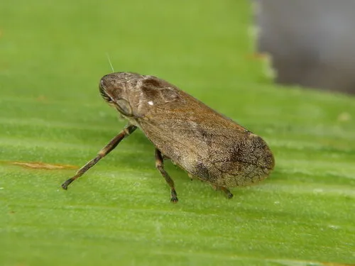 Philaronia canadensis