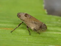 Philaronia canadensis thumbnail 1