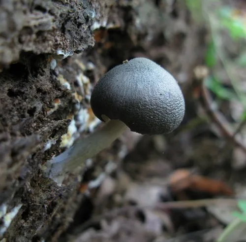 Pluteus americanus