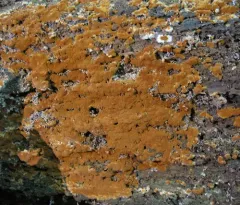 Botryobasidium aureum thumbnail 2