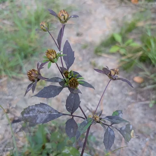 Podosphaera bidenticola