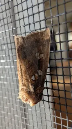 Seaside Goldenrod Borer Moth thumbnail 2