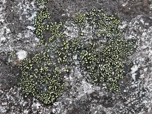 Rhizocarpon riparium