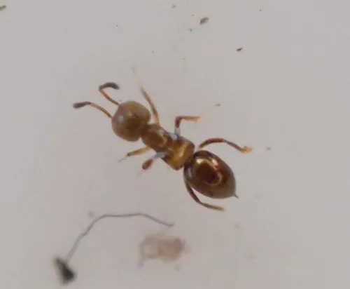 Metanotalia maderense