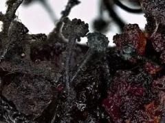 Chaenothecopsis nigripunctata thumbnail 4