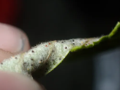 Phyllactinia holodisci