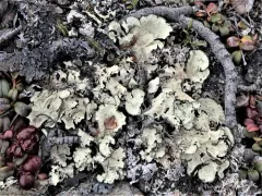 Arctic Rag Lichen thumbnail 3