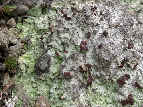Carpet Beret Lichen