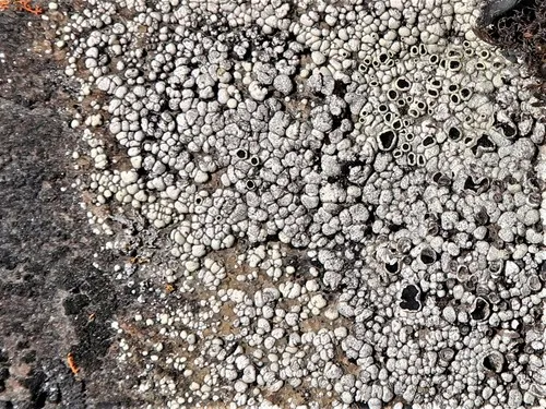 Lecanora frustulosa