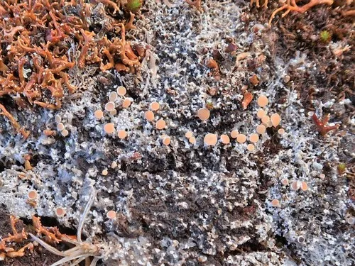 Ochrolechia grimmiae