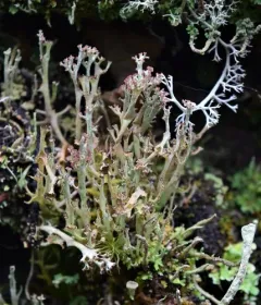 Organ-pipe Lichen thumbnail 3