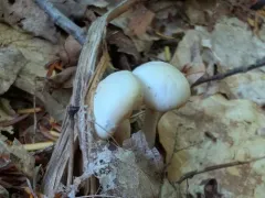 Cuphophyllus borealis thumbnail 2