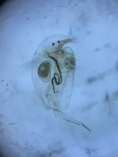 Camptocercus rotundus thumbnail 2