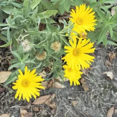 lemonyellow false goldenaster thumbnail 4