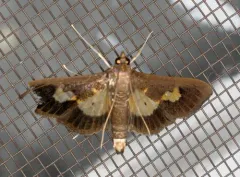 Pickleworm Moth thumbnail 2