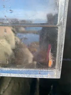 Thysanoessa raschii thumbnail 2