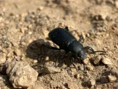 Eleodes humeralis thumbnail 1