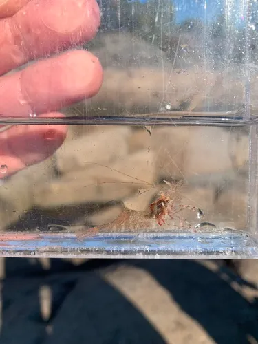 Arctic Eualid Shrimp