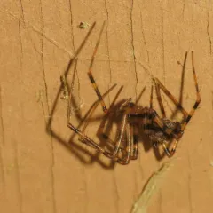 Pimoa altioculata thumbnail 2