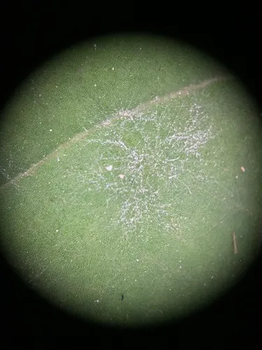 Erysiphe pseudopusilla