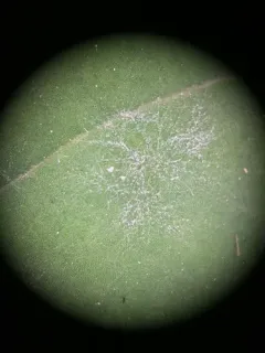 Erysiphe pseudopusilla thumbnail 1