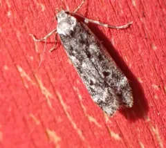 Pale-headed Aspen Leafroller Moth thumbnail 1