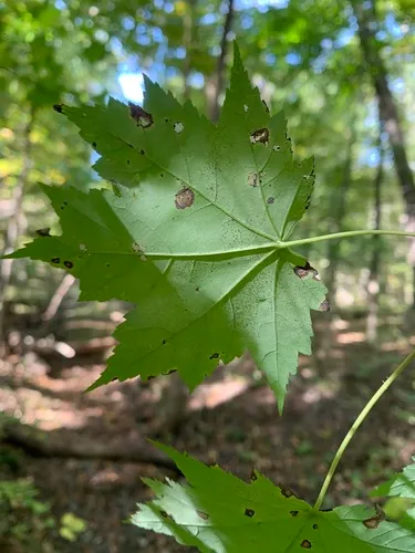 Takamatsuella circinata