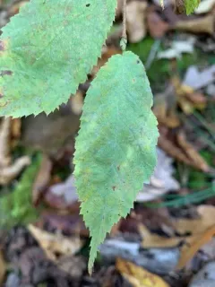 Erysiphe ostryae thumbnail 2