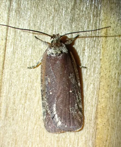 Walsingham's Agonopterix Moth
