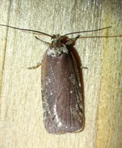 Walsingham's Agonopterix Moth thumbnail 1