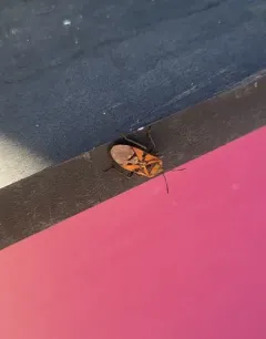 Indian Milkweed Bug thumbnail 2