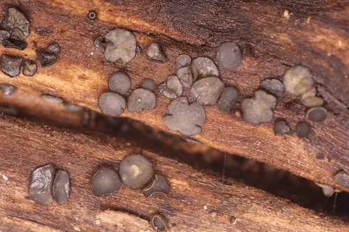 Mollisia ligni