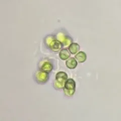 Westella botryoides thumbnail 2