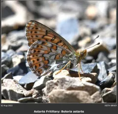 Astarte Fritillary thumbnail 2